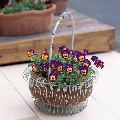 Picture of Viola - Grandissino Series F1 - Berry Pie